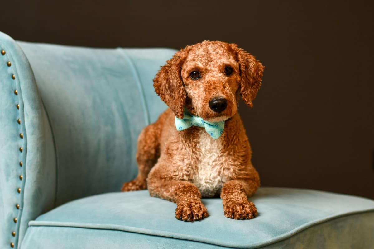 Columbus Photographer's Innovative Program Pairs High School Students with Rescue Dogs to Boost Adoptions