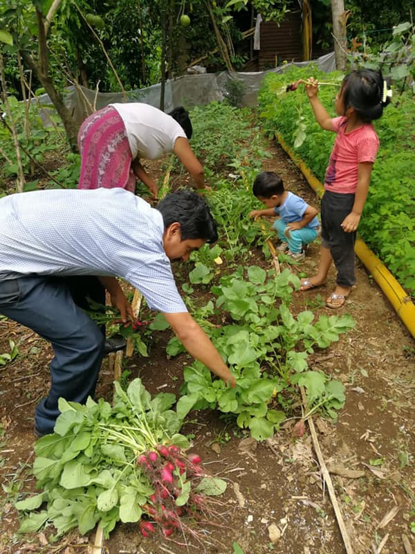Seeds for a Future: Cultivating Hope Against Malnutrition in Guatemala