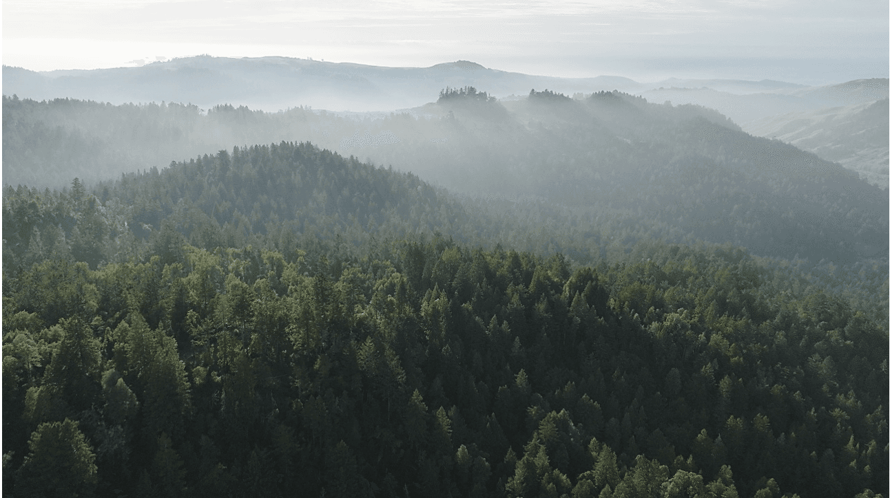 Save the Redwoods League's Land Purchase Marks a Milestone in Conservation Efforts